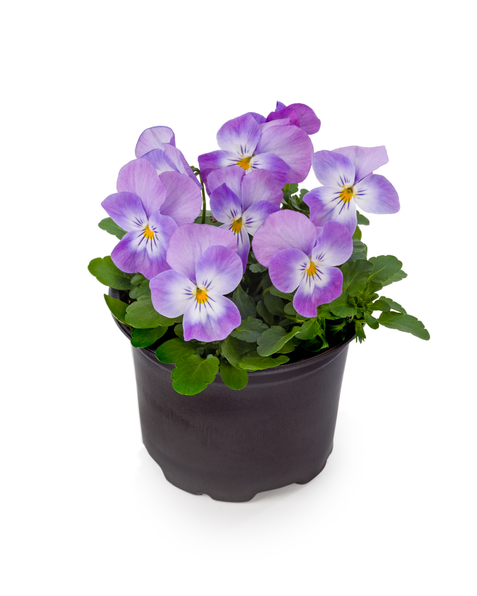 lavender-pink-3439709953.webp