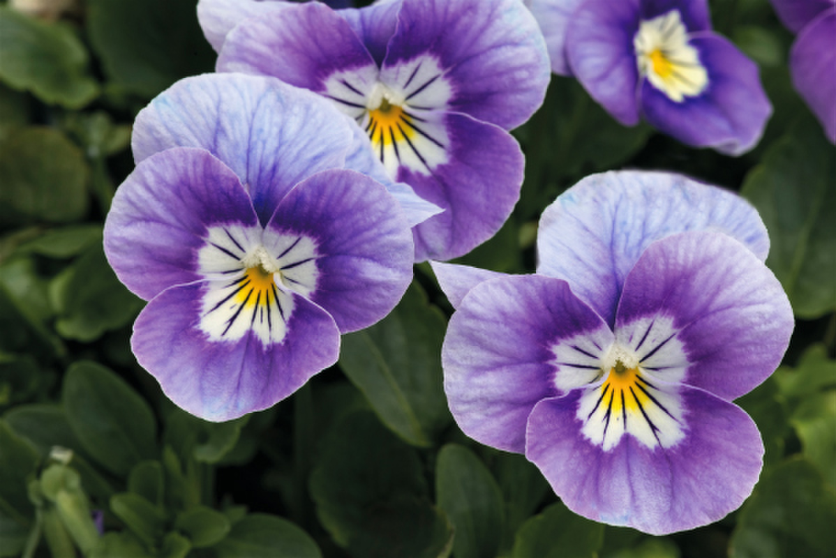 lavender-pink-face-133433382.webp