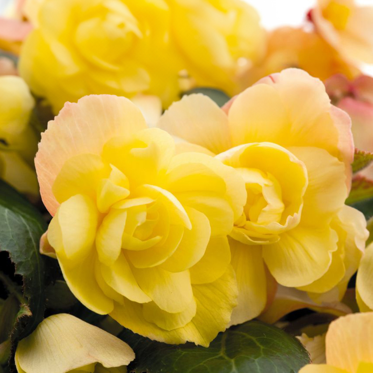 lemon-2103875954.webp