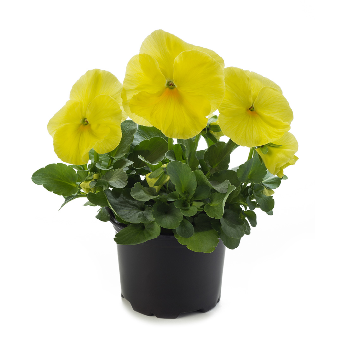 lemon-3852215714.webp