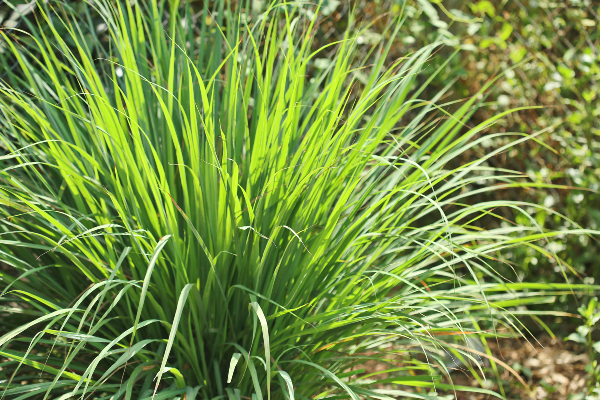lemon-grass-1332042602.webp