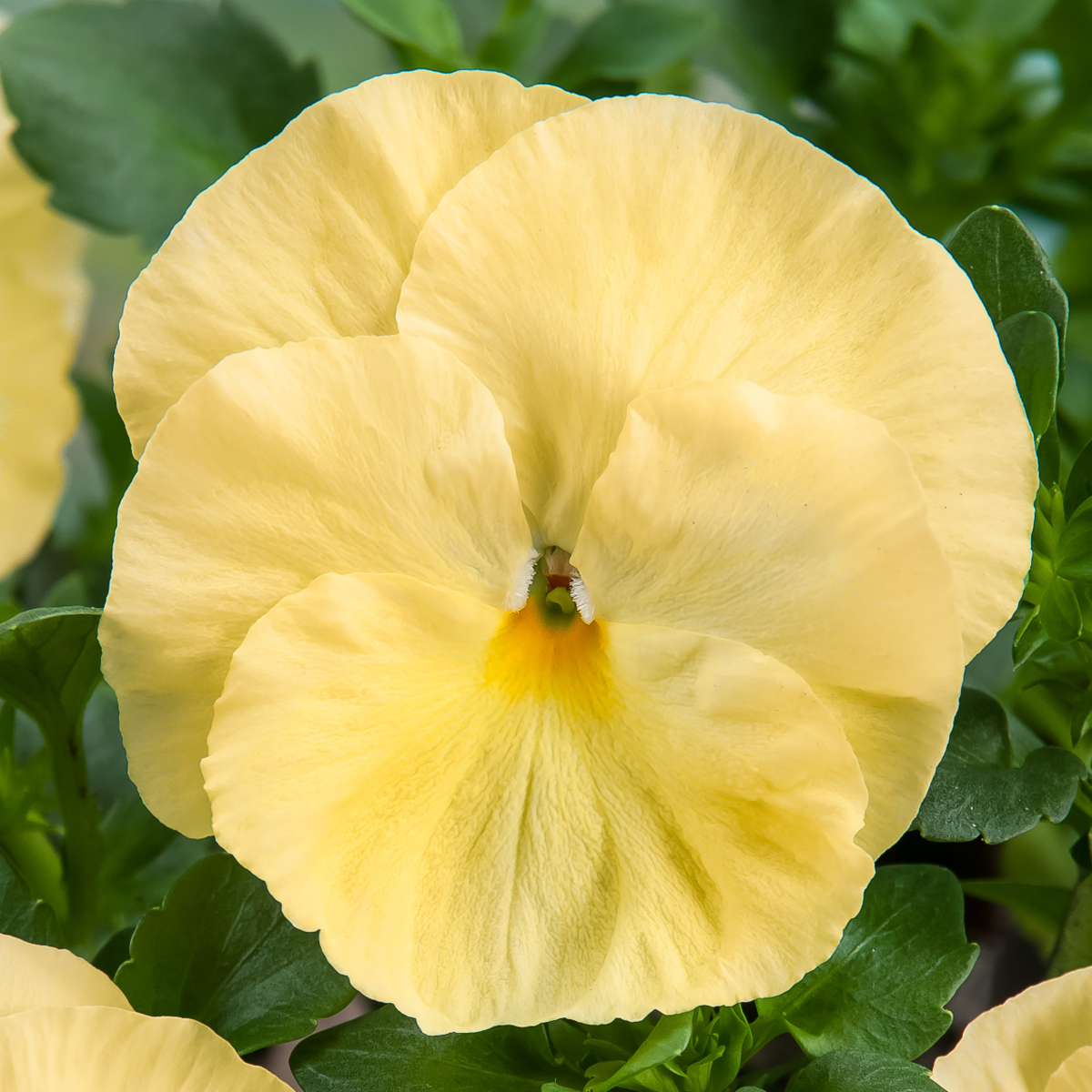 lemon-shades-2235506552.webp