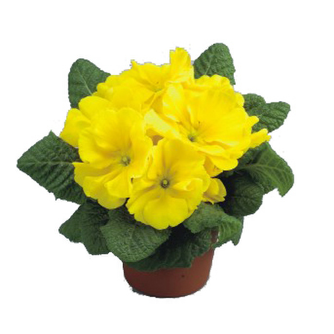lemon-yellow-3260963324.webp