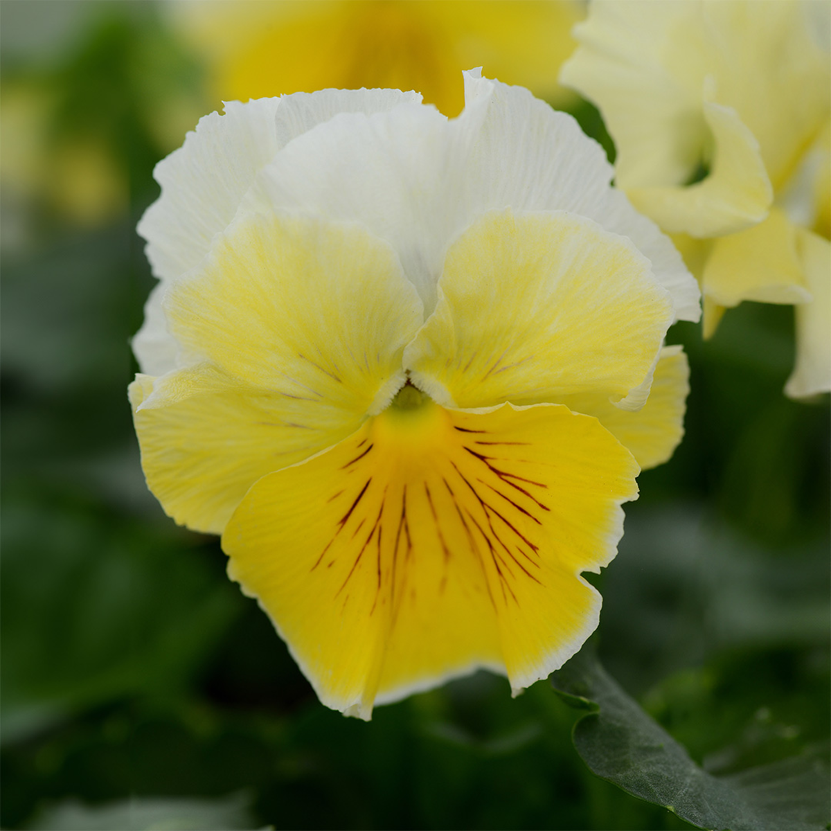 lemonberry-2351041822.webp