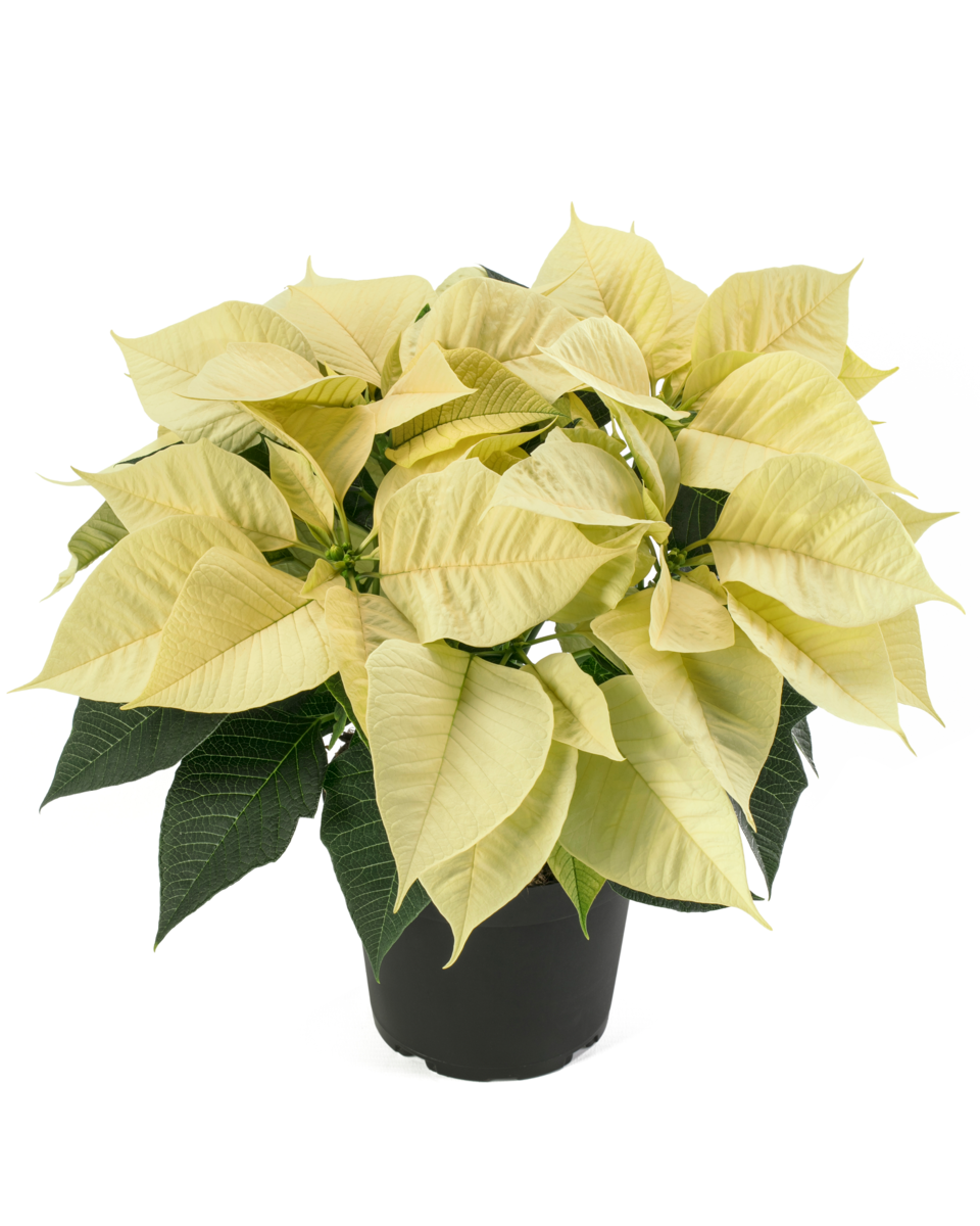 leona-white-75878649.webp