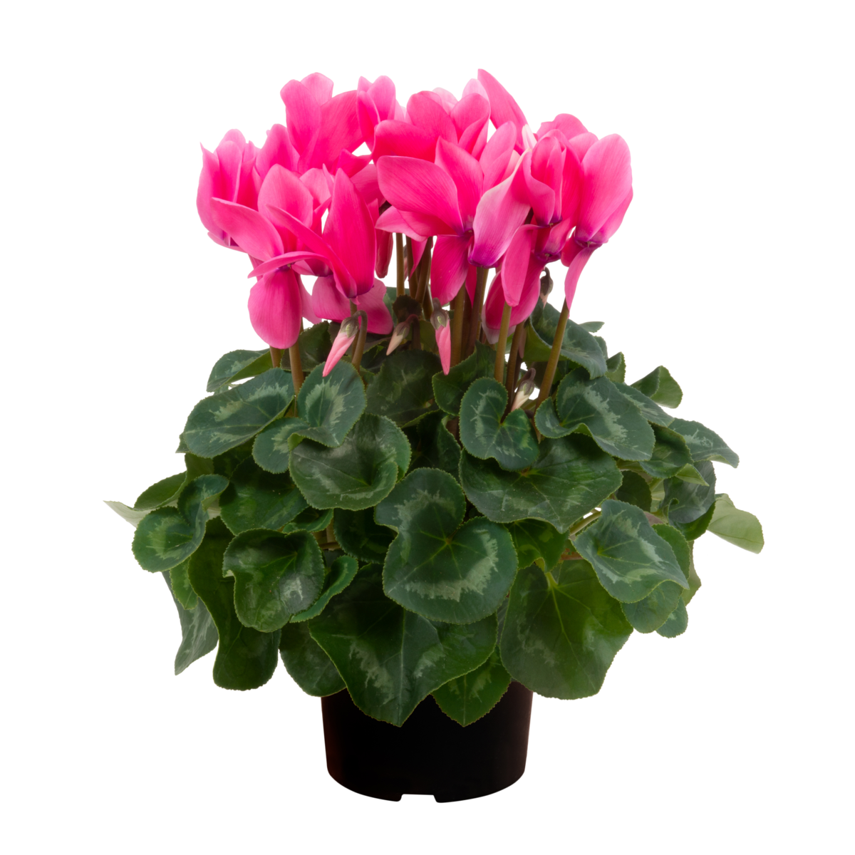 light-neon-pink-2523395851.webp