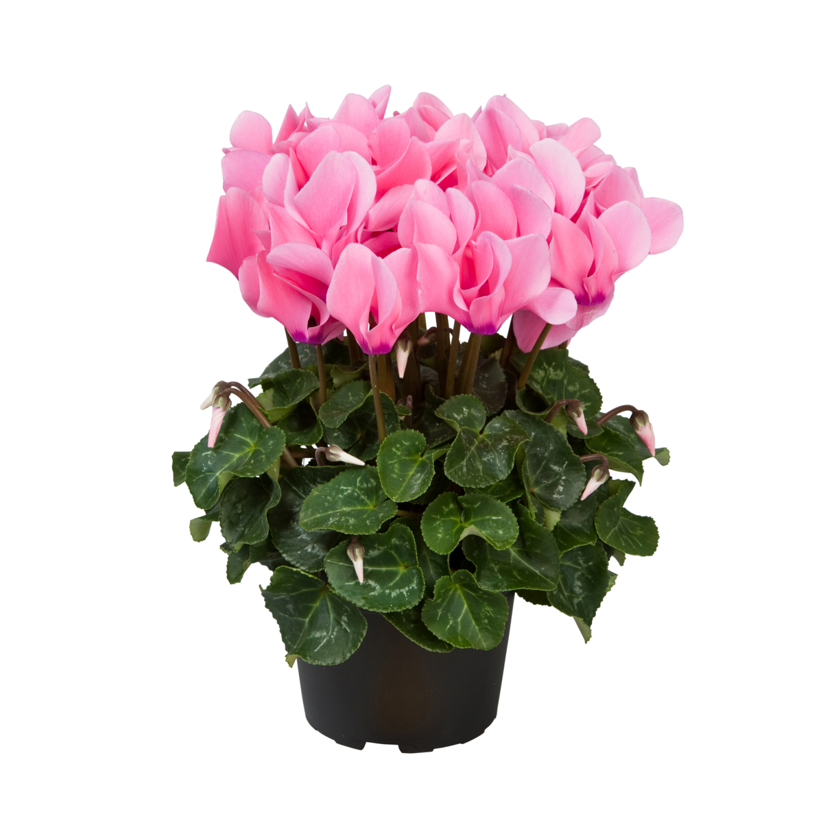 light-neon-pink-352857087.webp