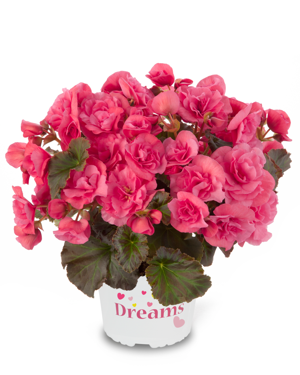 light-pink-2482468015.webp