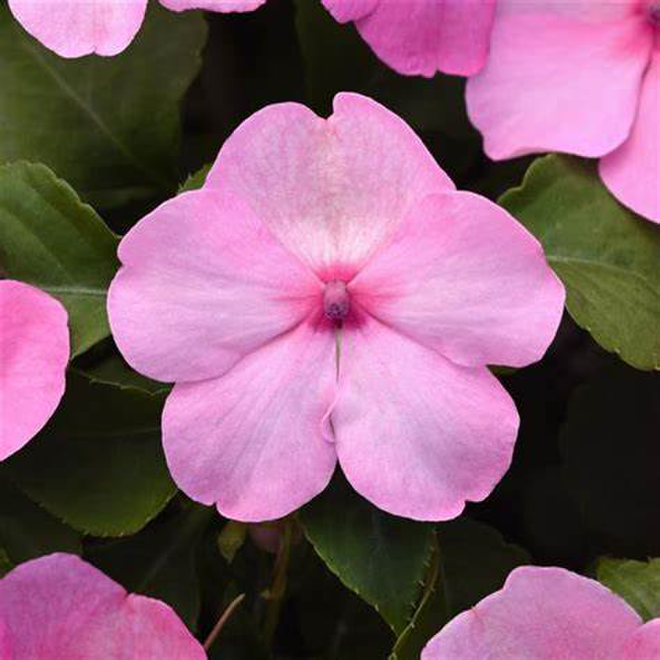 light-pink-709178753.webp