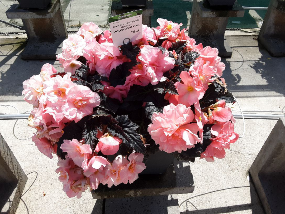 light-pink-86996209.webp