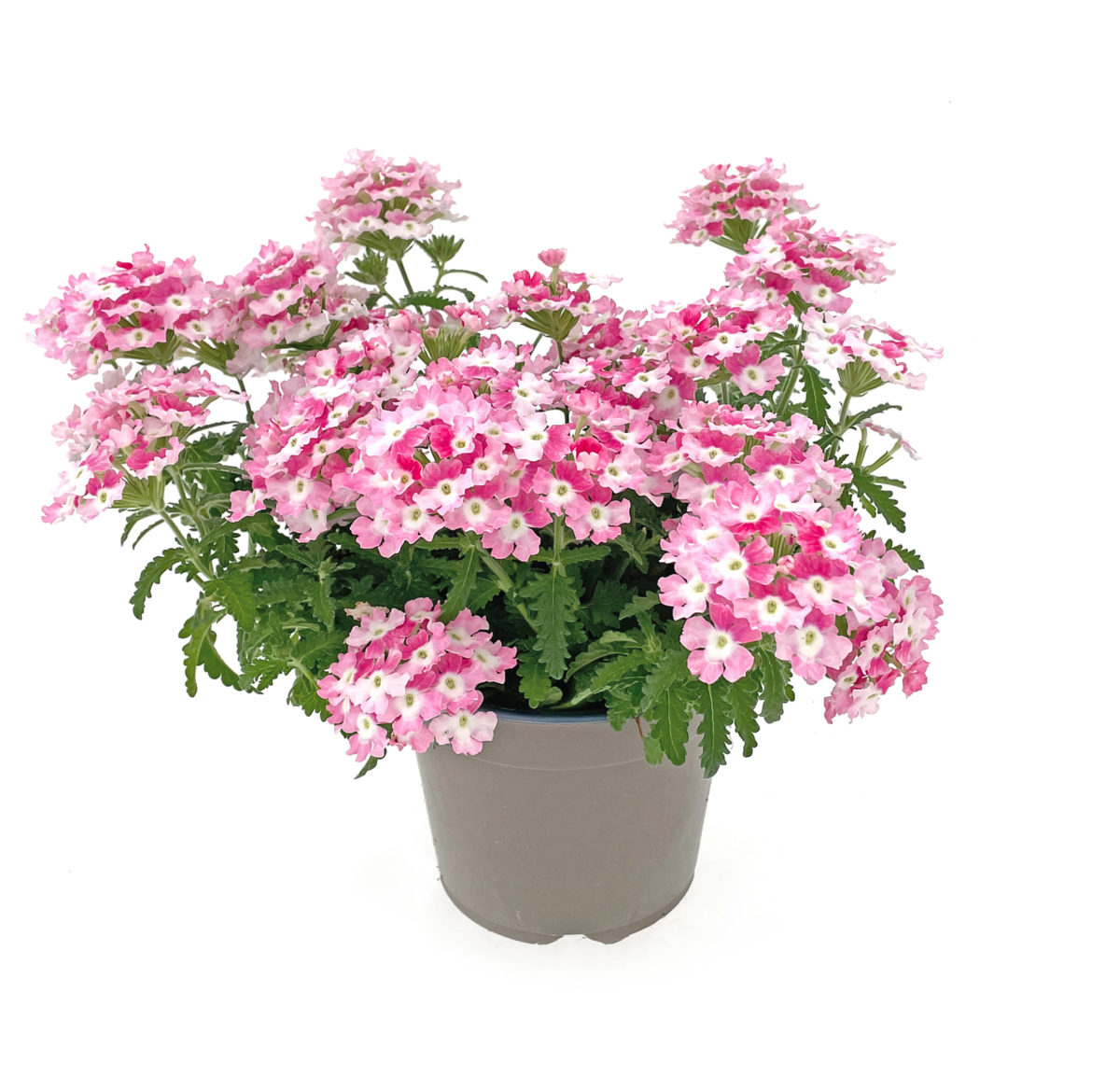 light-pink-bicolor-verb-0188-4294475788.webp