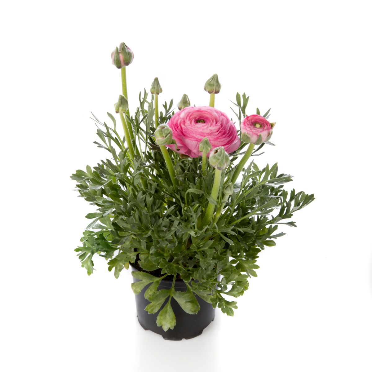 light-pink-impr-04-3290277681.webp