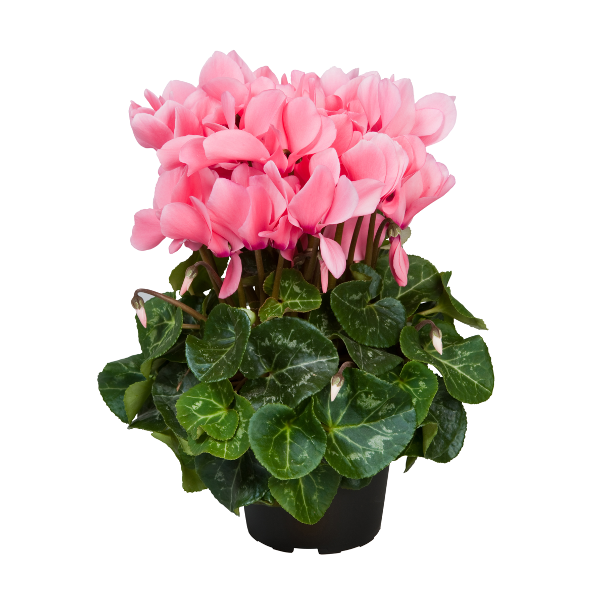light-salmon-pink-1937163179.webp