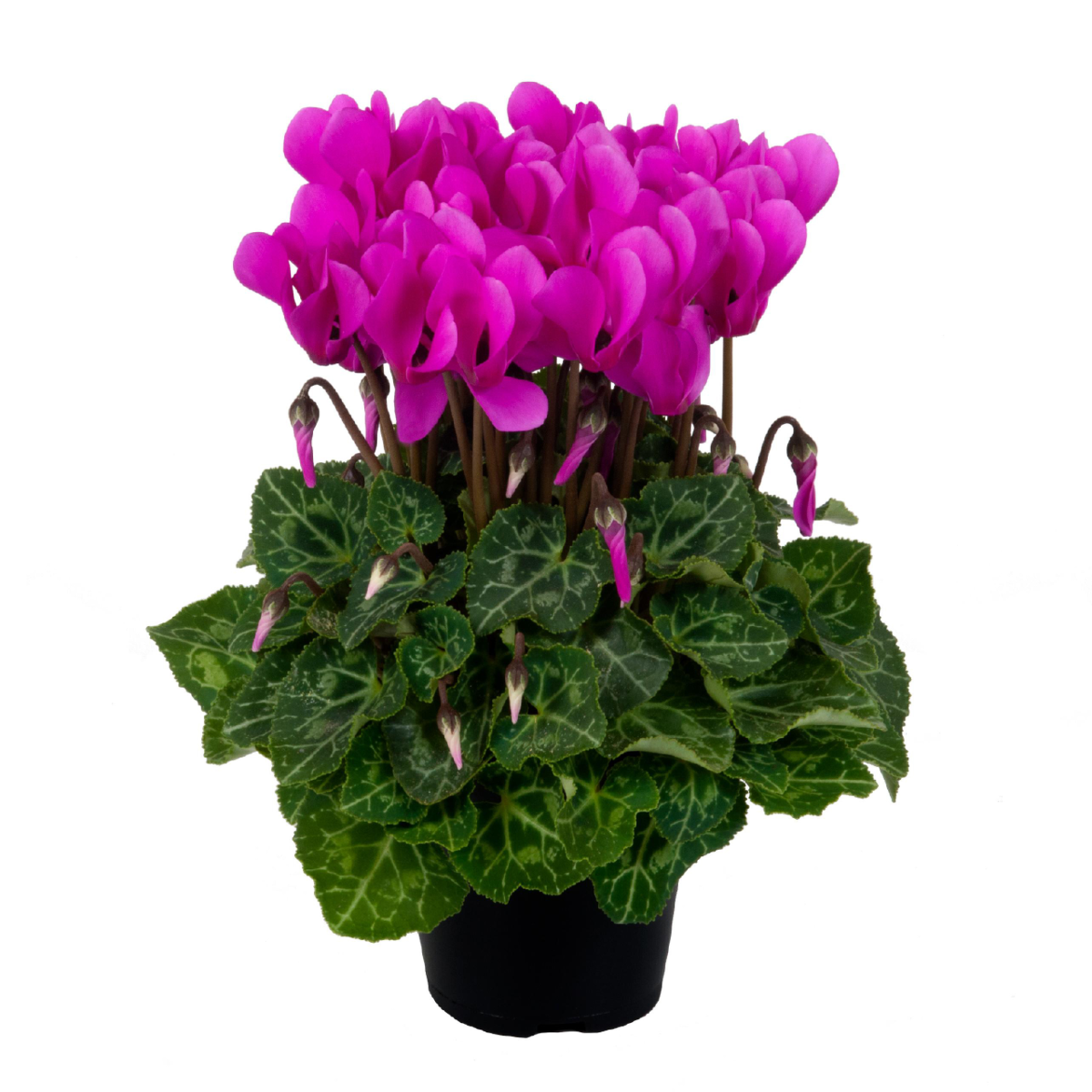 light-violet-02-1397667038.webp