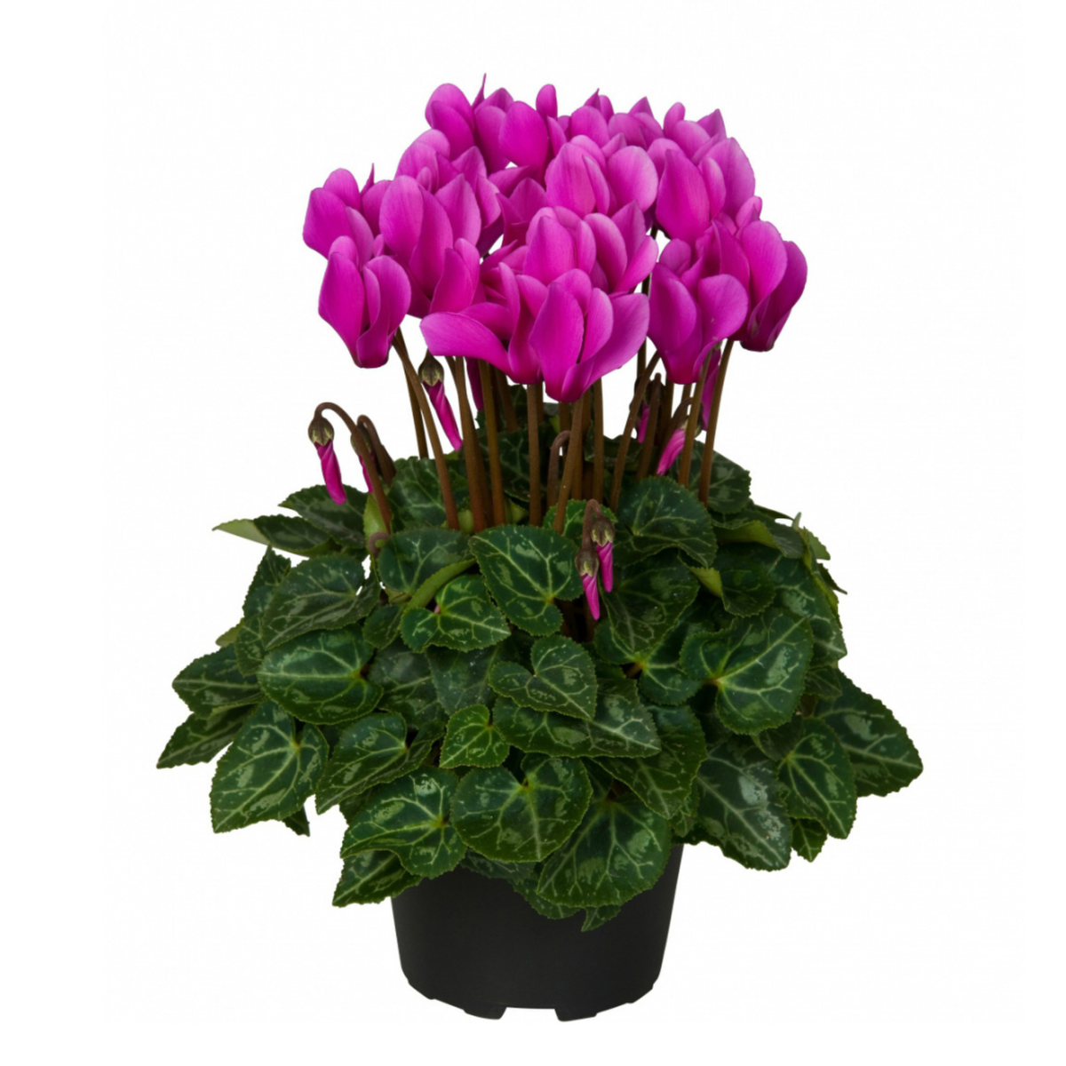 light-violet-1286290303.webp