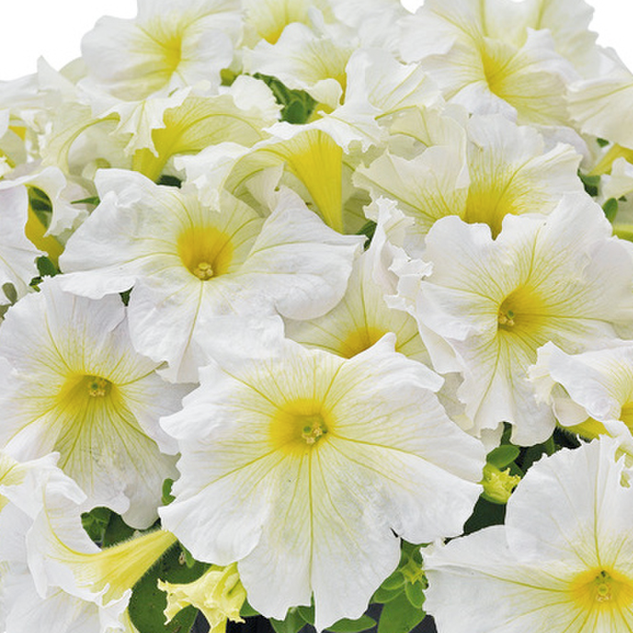 light-yellow-54083969.webp