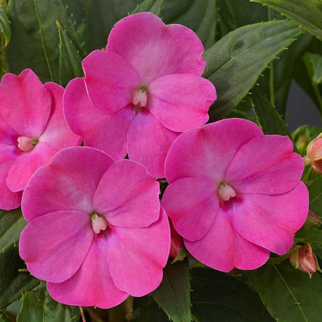 lilac-impr-1938429900.webp