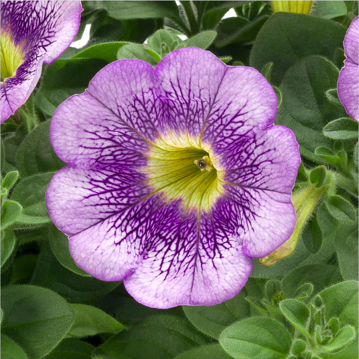 lilac-sun-ptup-0044-2177599036.webp