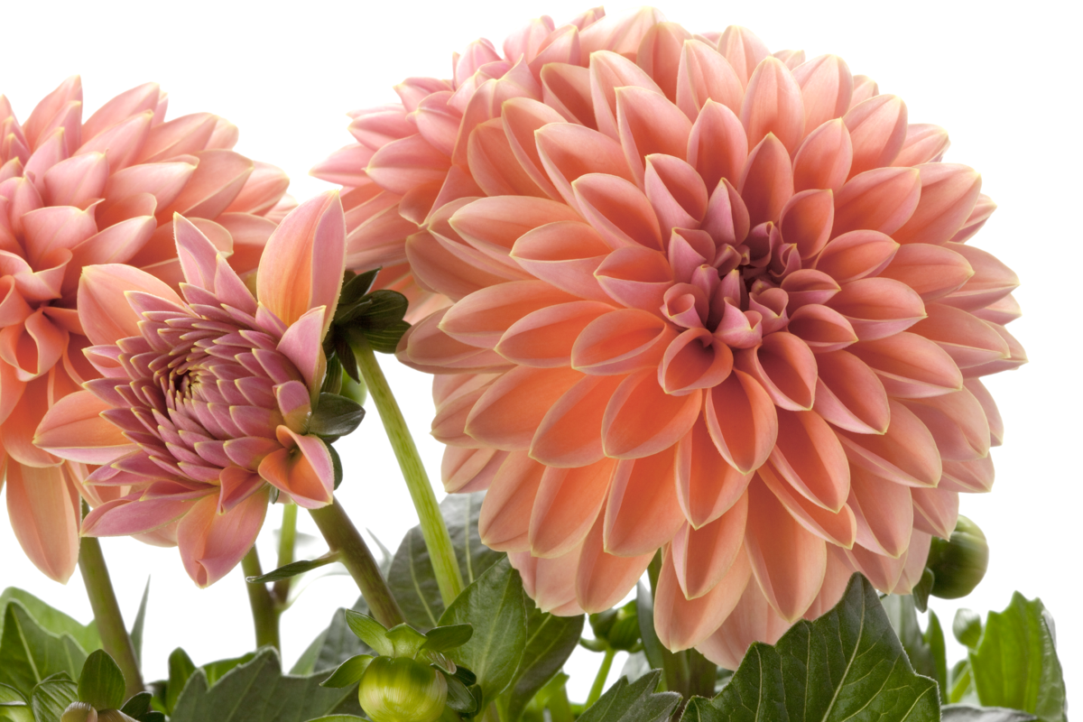 lily-1723918102.webp