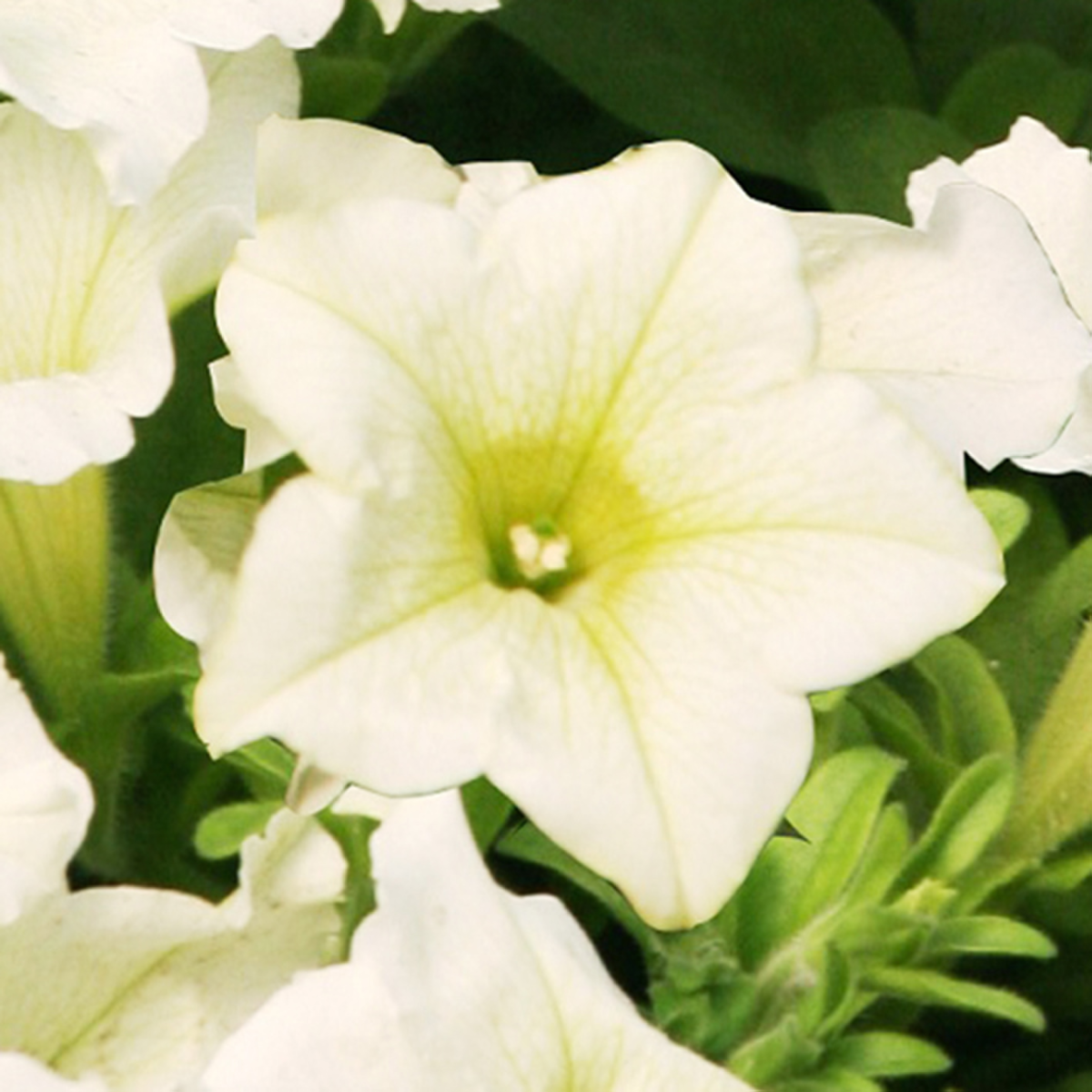 lime-1585370158.webp