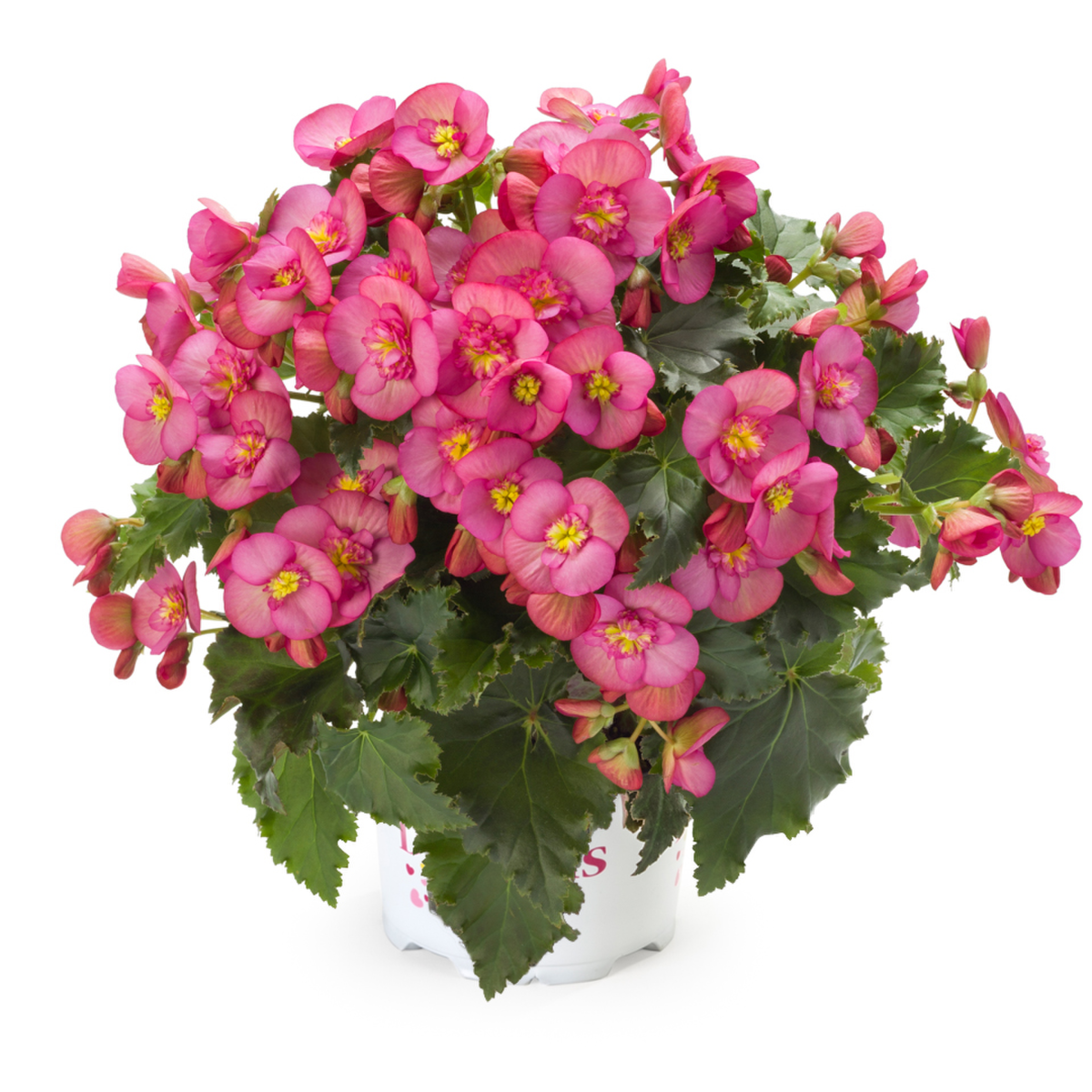 macarose-3429894206.webp