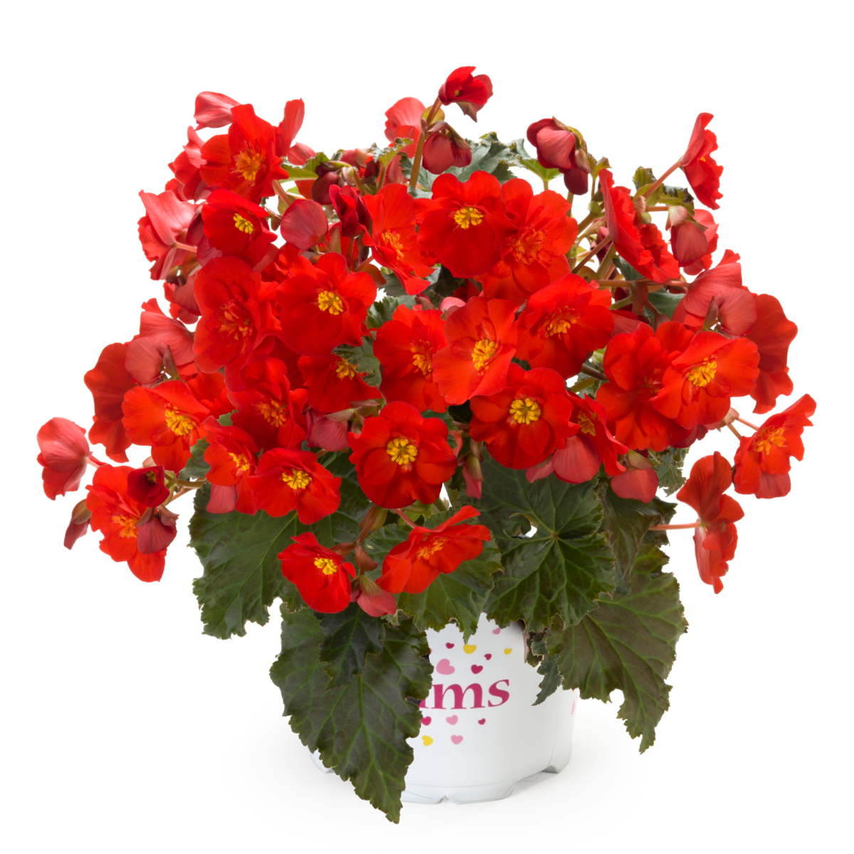 macarouge-3541833863.webp