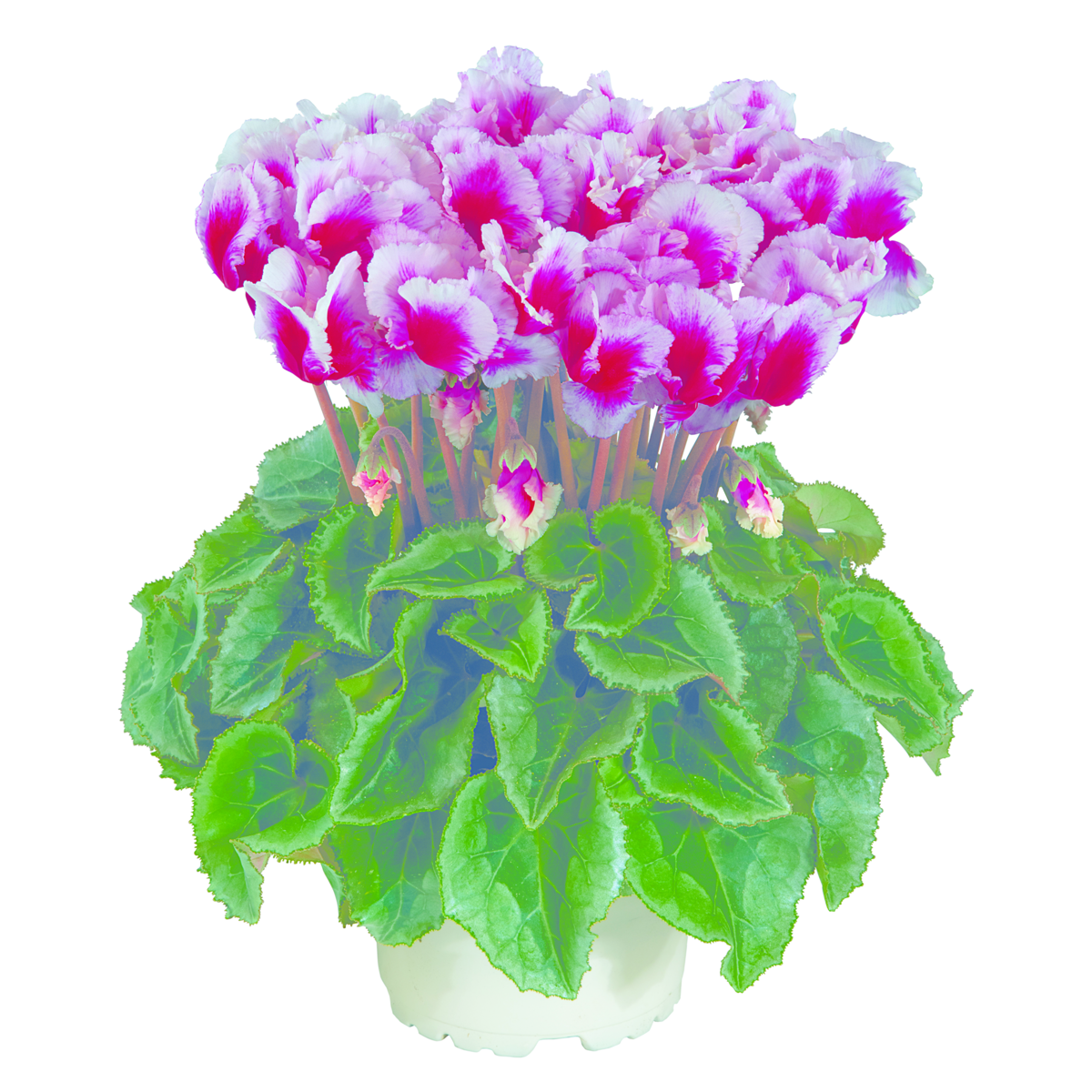 magenenta-fonce-exp-45507-4109612571.webp