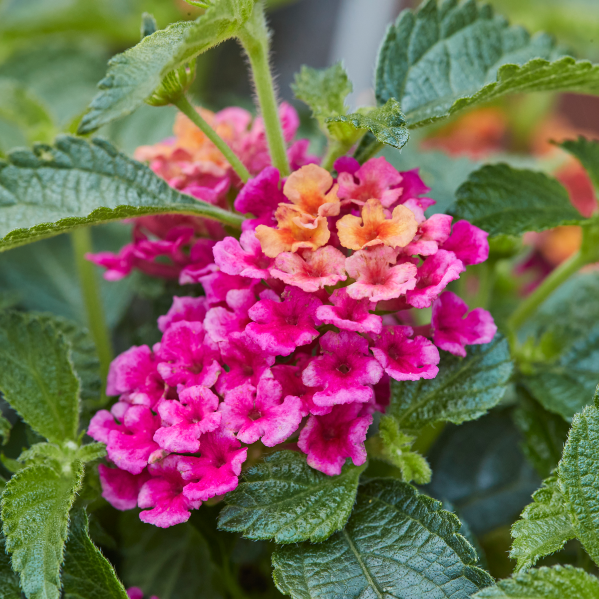 magenta-3499368061.webp