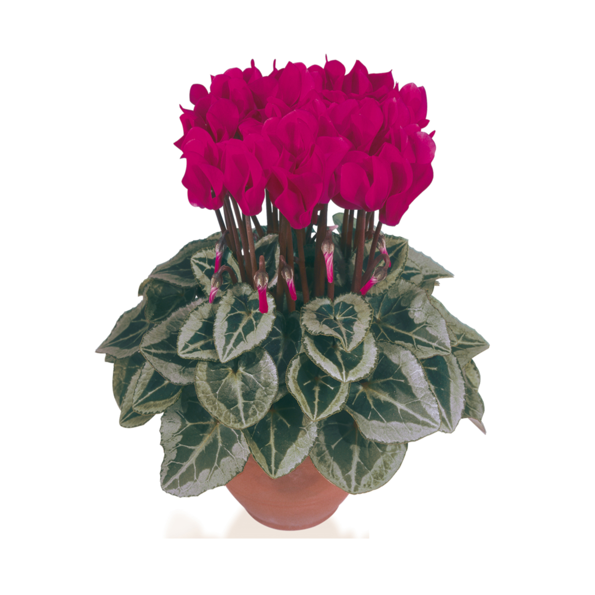 magenta-4220-203433424.webp
