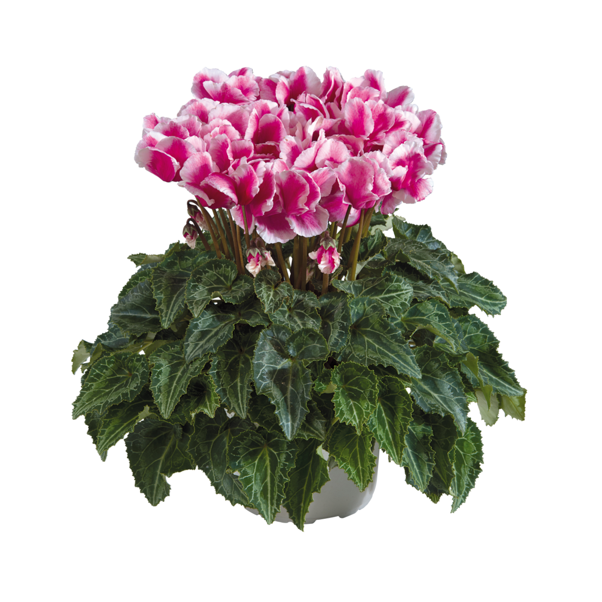 magenta-55506-1981547503.webp