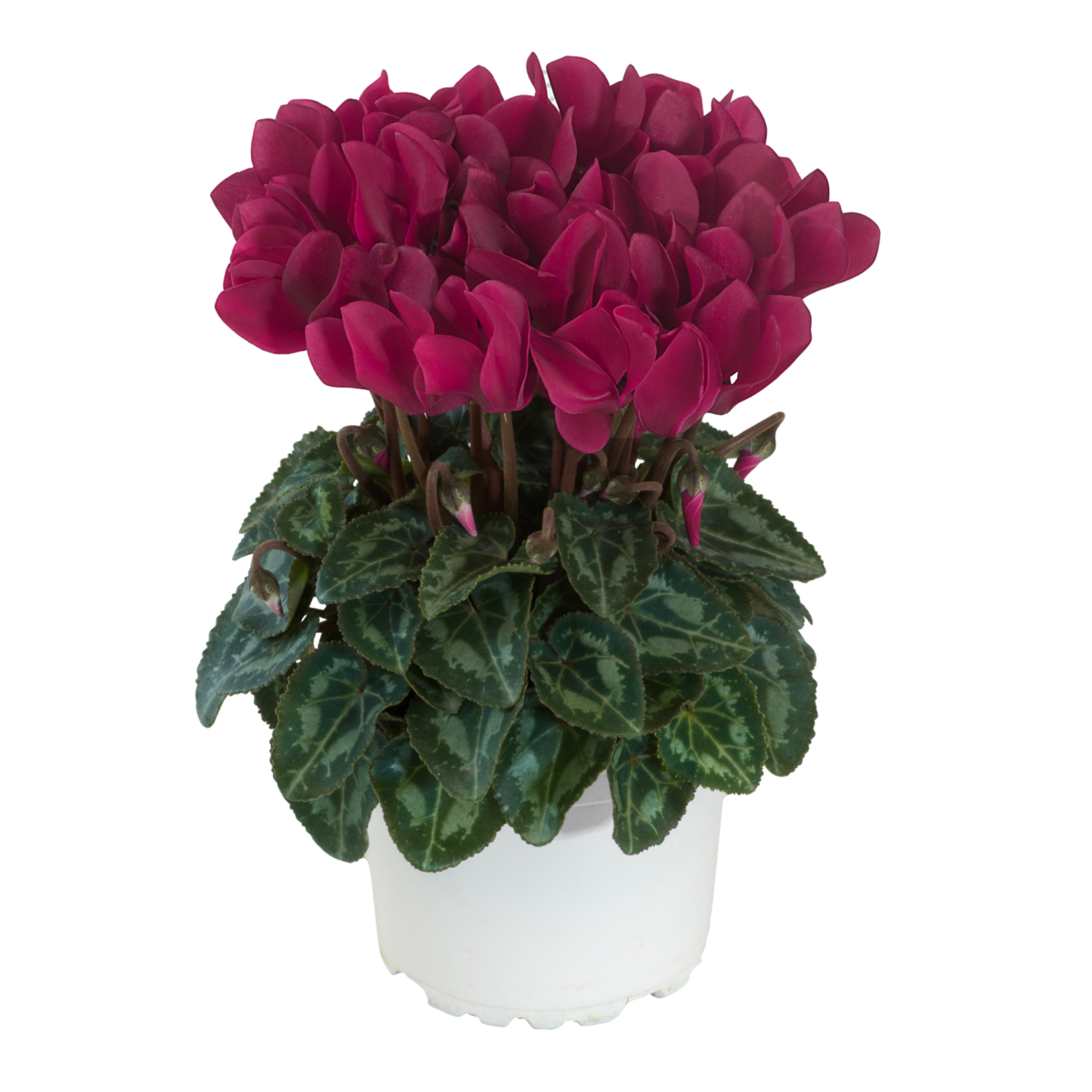 magenta-exp-100557-1874008717.webp