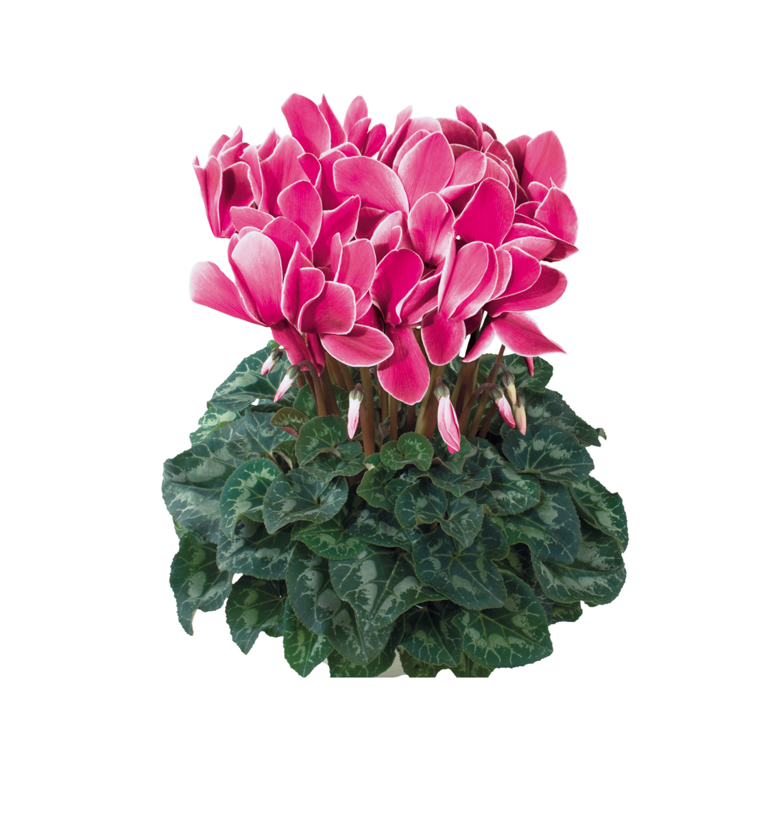 magenta-flamme-2150-3987382422.webp