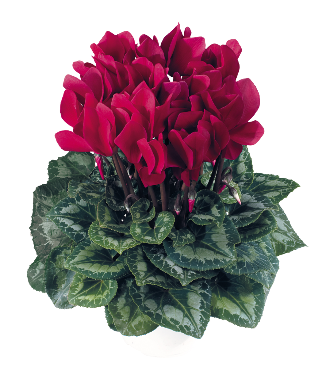 magenta-fonce-1107-1745208196.webp
