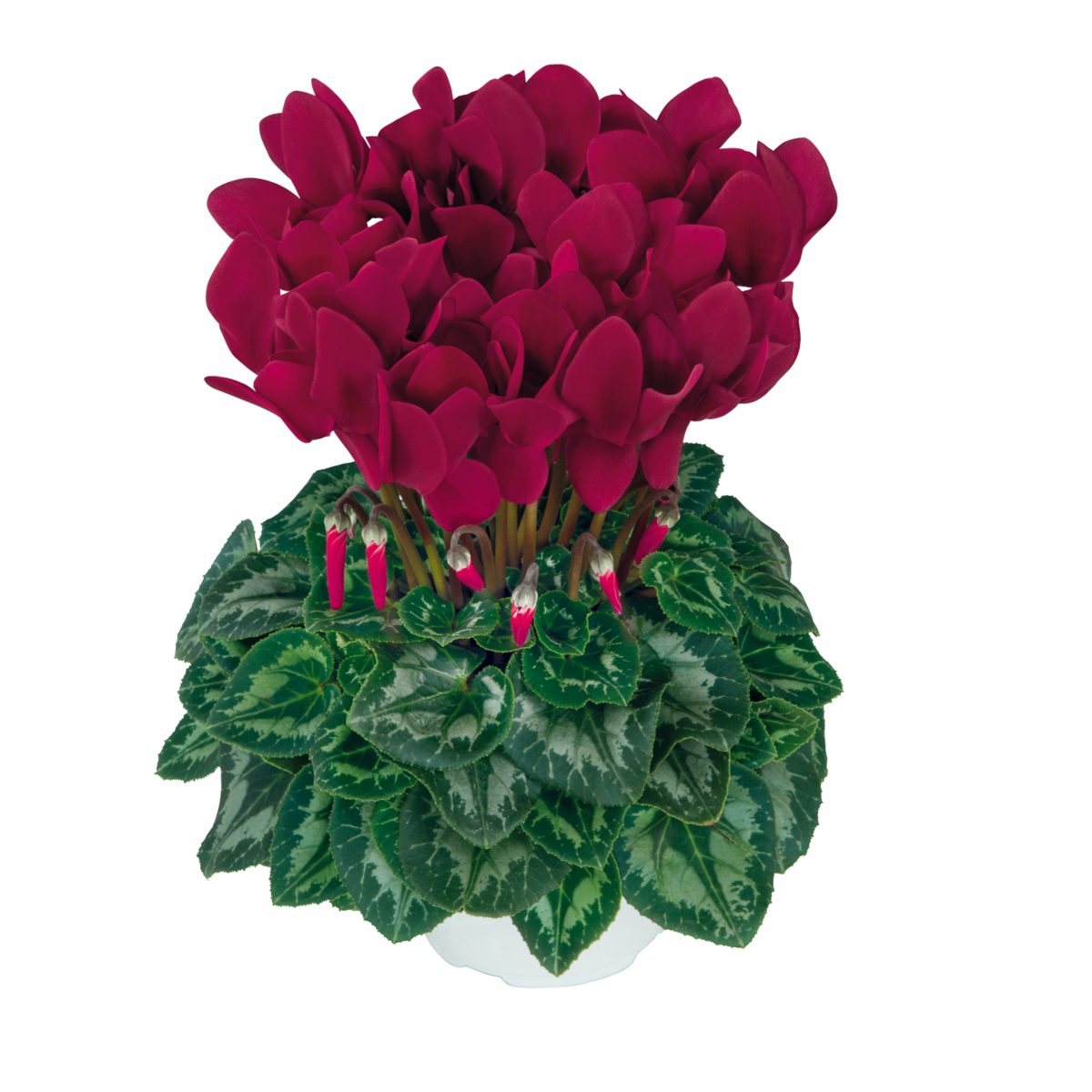 magenta-fonce-2107-4168752497.webp