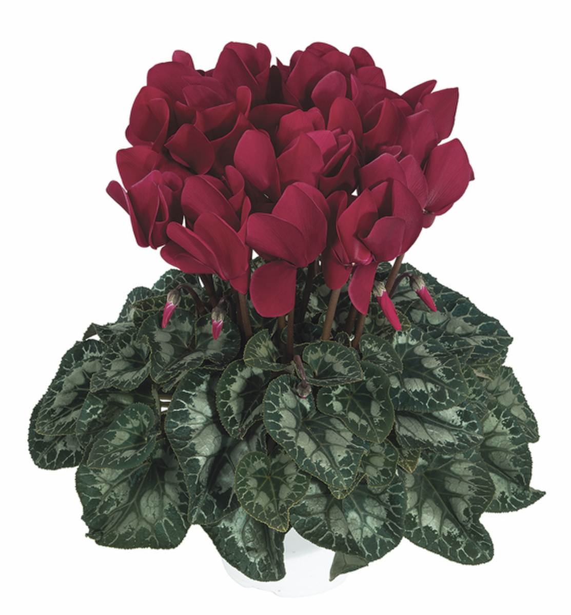 magenta-fonce-2108-3024352347.webp