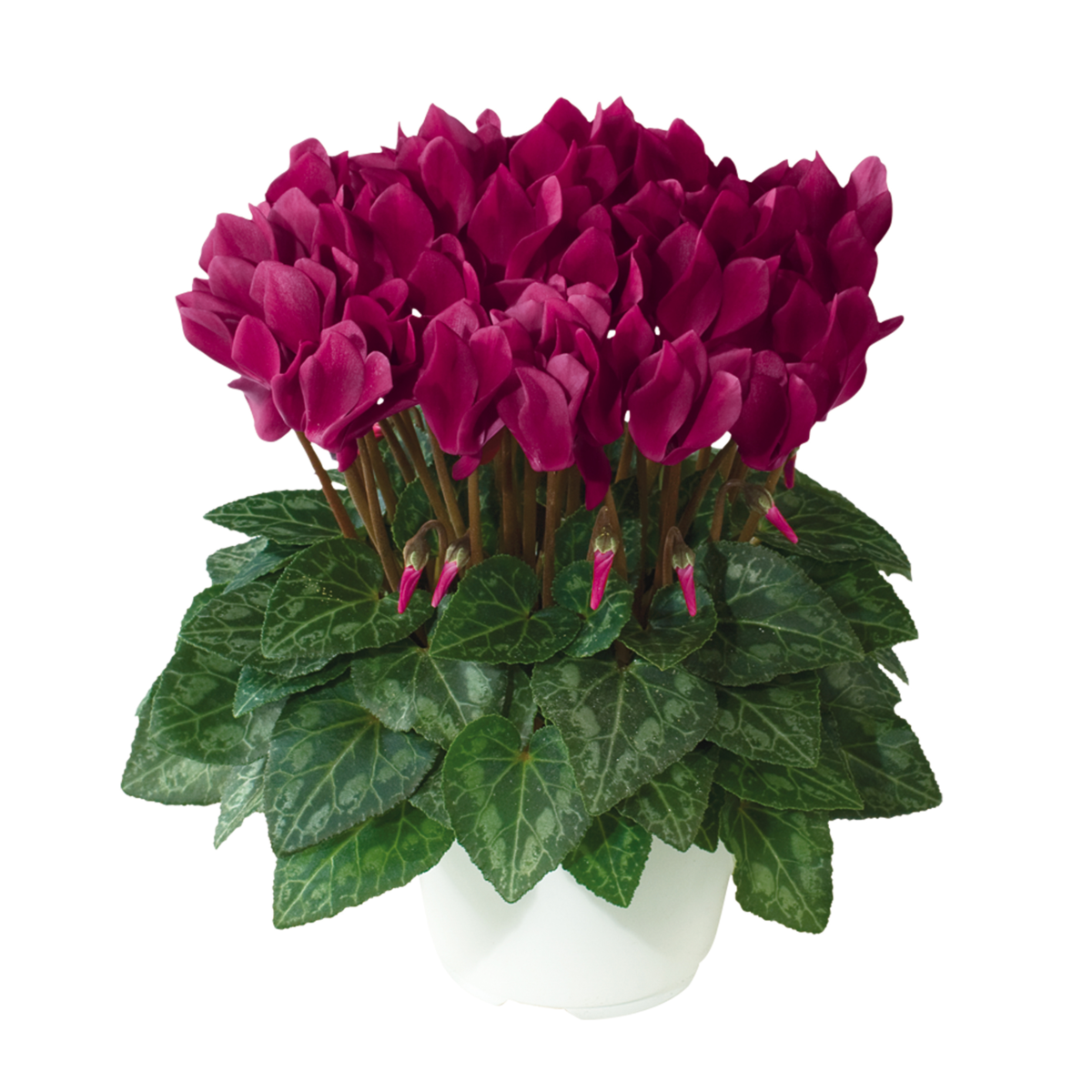 magenta-fonce-4107-1151816265.webp