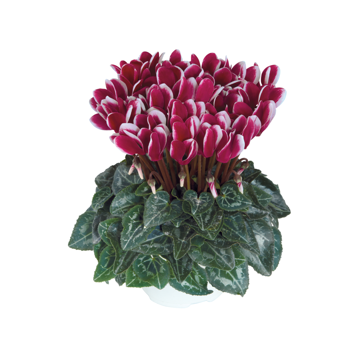 magenta-fonce-4385-2245709855.webp