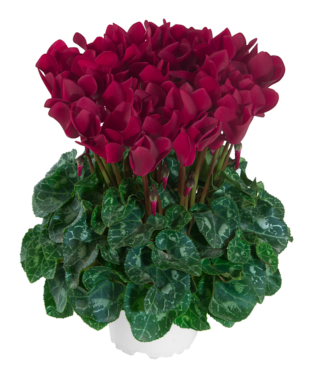 magenta-fonce-evolution-exp-100126-999379199.webp