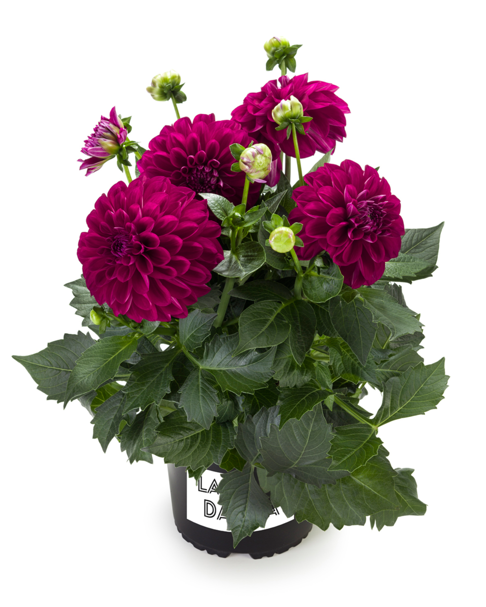 magenta-impr-831114283.webp