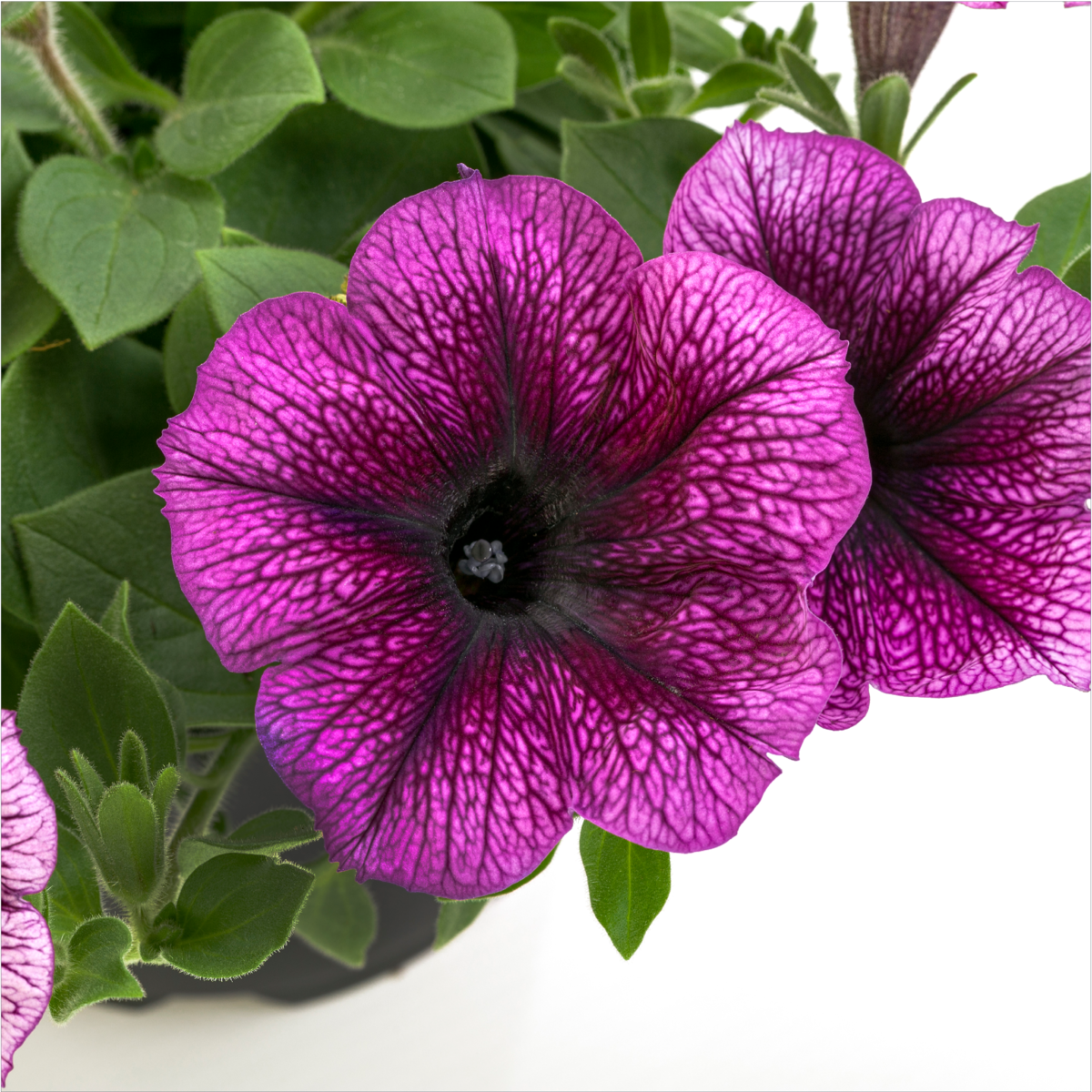 magenta-vein-2692738825.webp