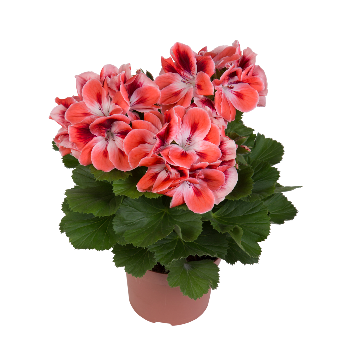 manderin-883255819.webp