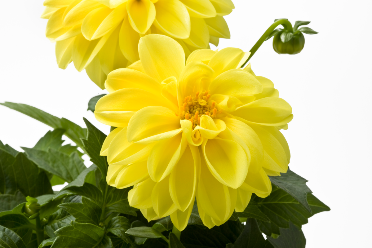 margareth-3441707857.webp