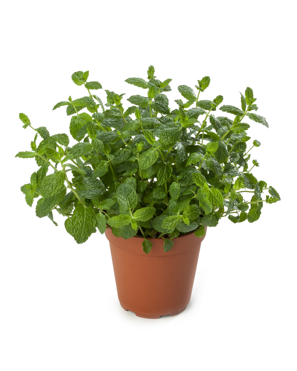 marokko-mint-3320342395.webp