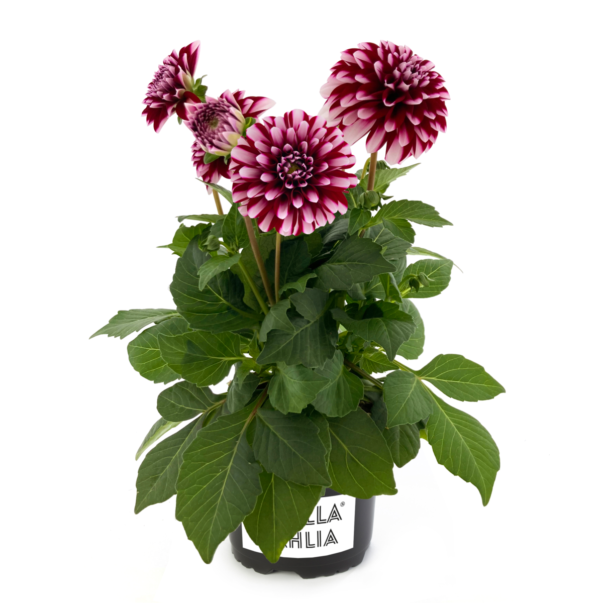 maroon-frost-damd-3992-2781811445.webp