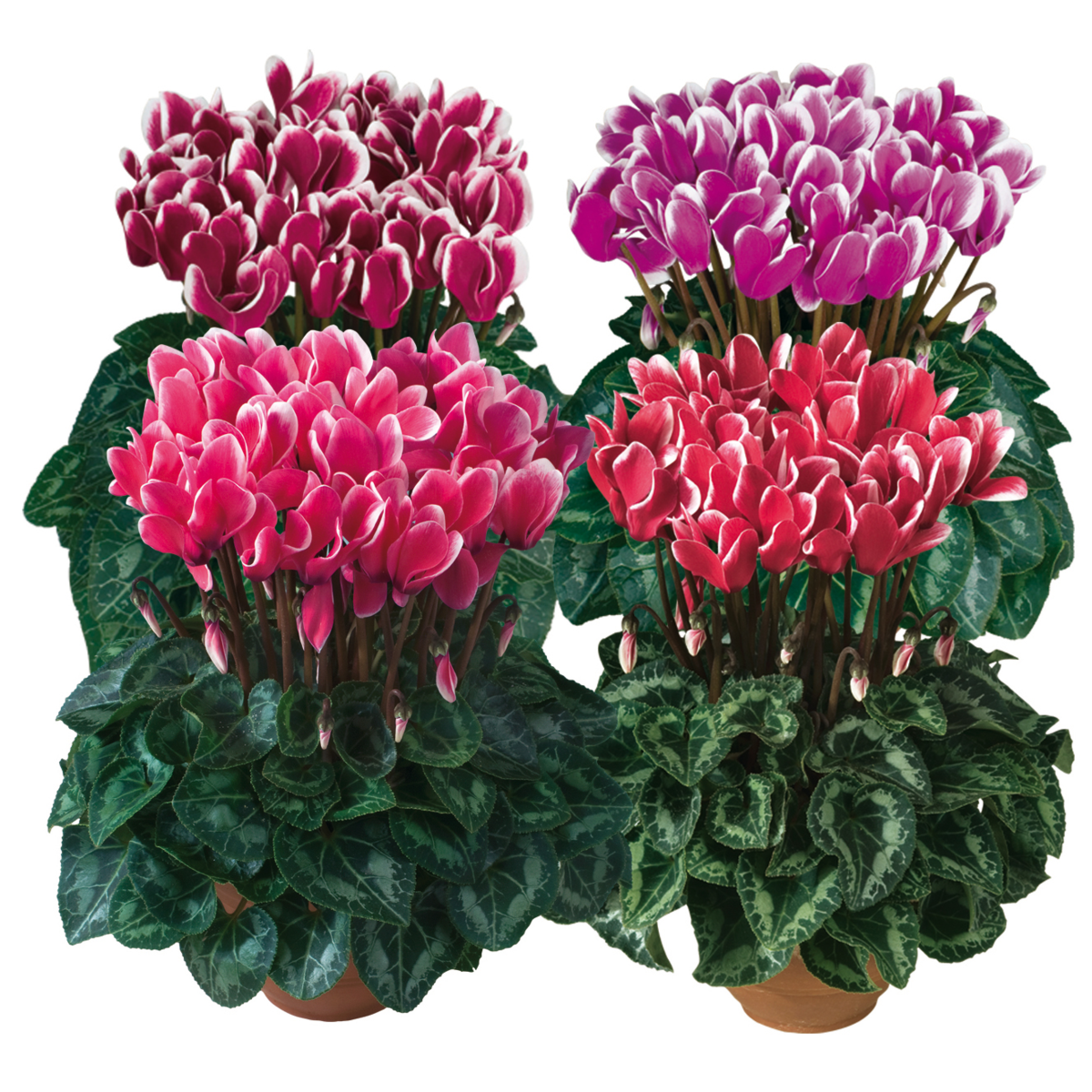 melange-3960-2601956683.webp