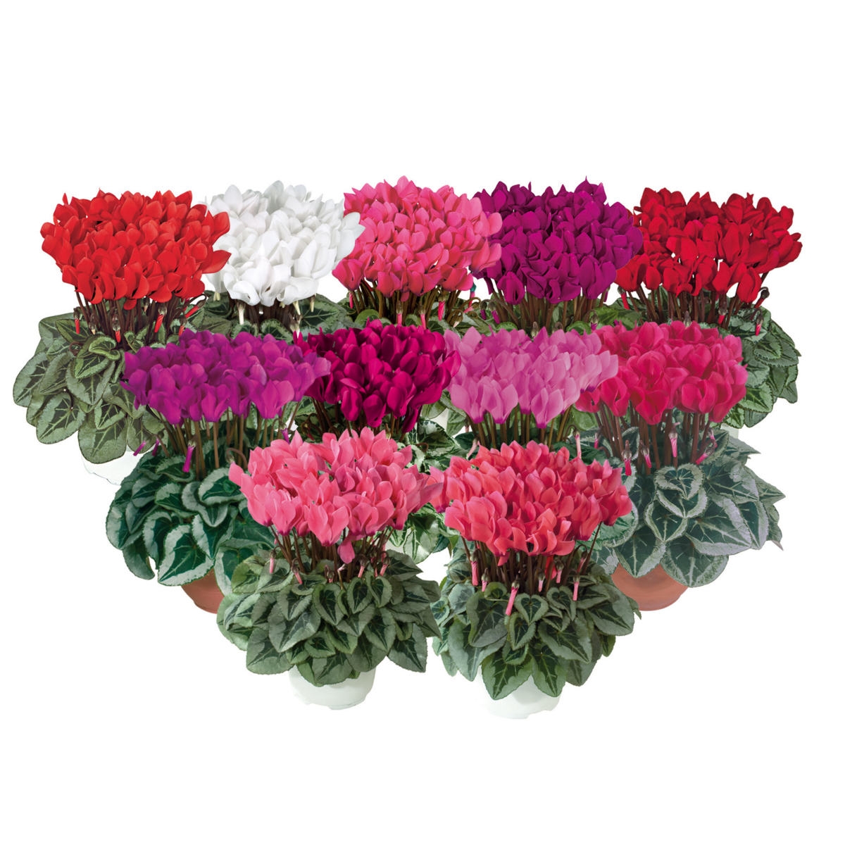 melange-4950-484035940.webp