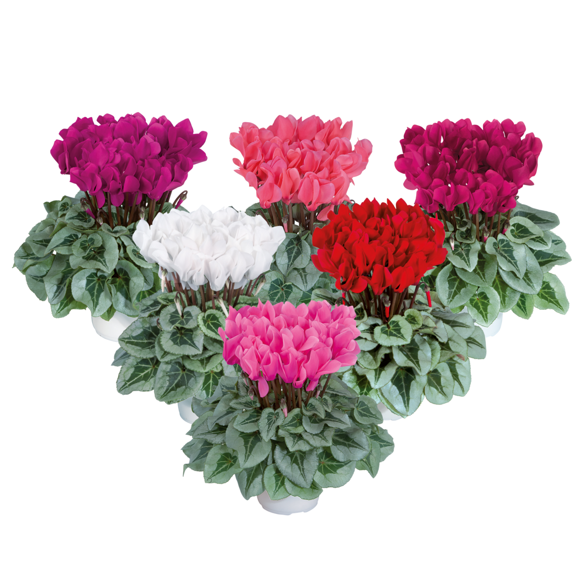 melange-52950-1834637503.webp