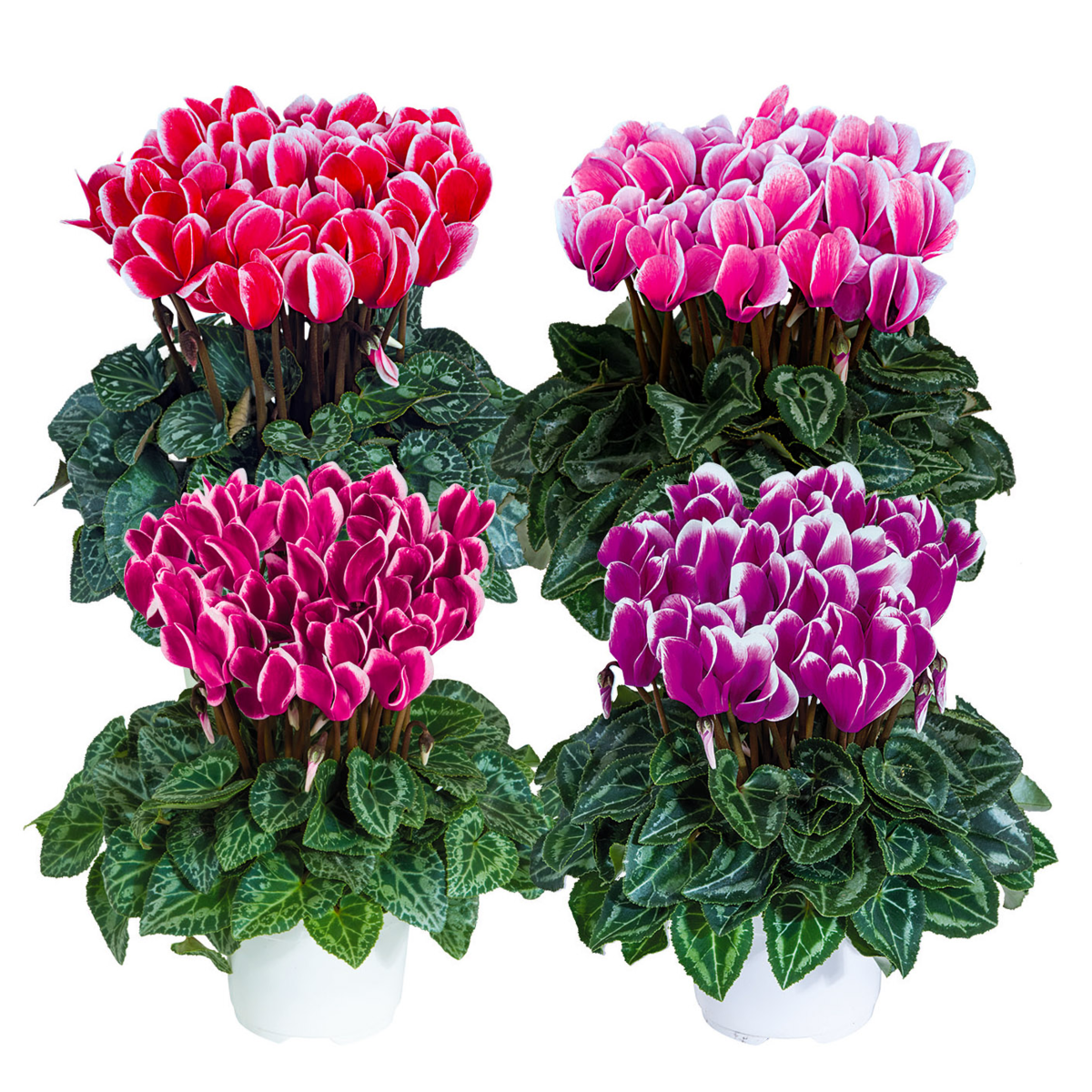 melange-6960-1271411072.webp