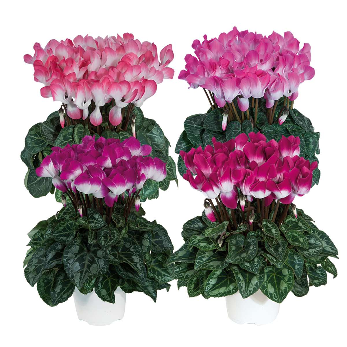 melange-bk-53953-901753476.webp