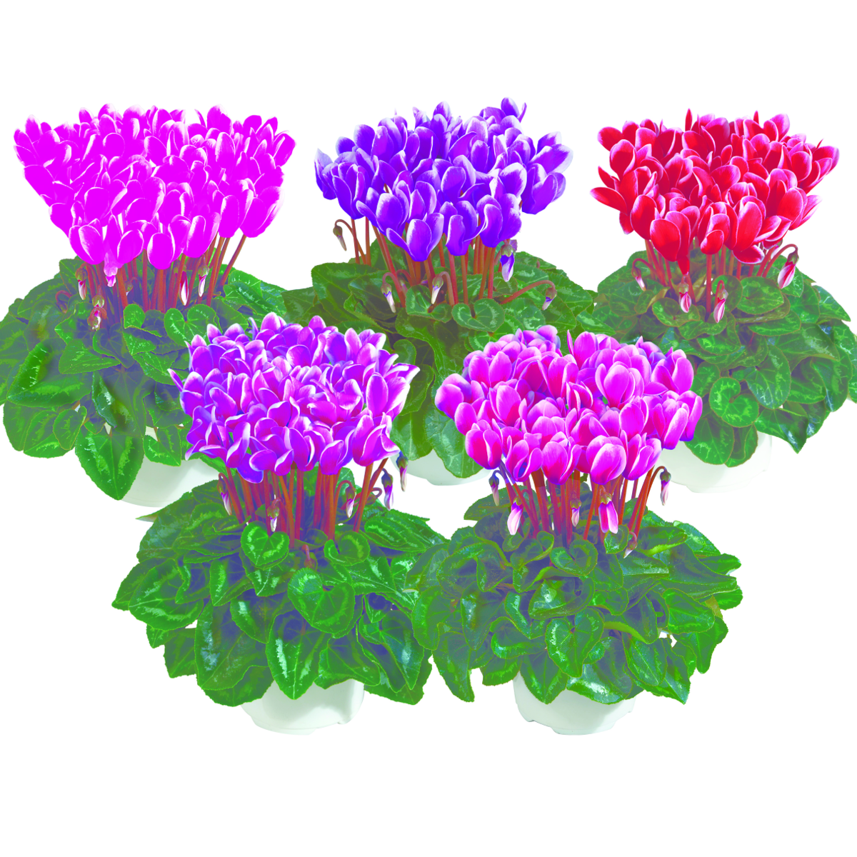 melange-bkp-2820986572.webp